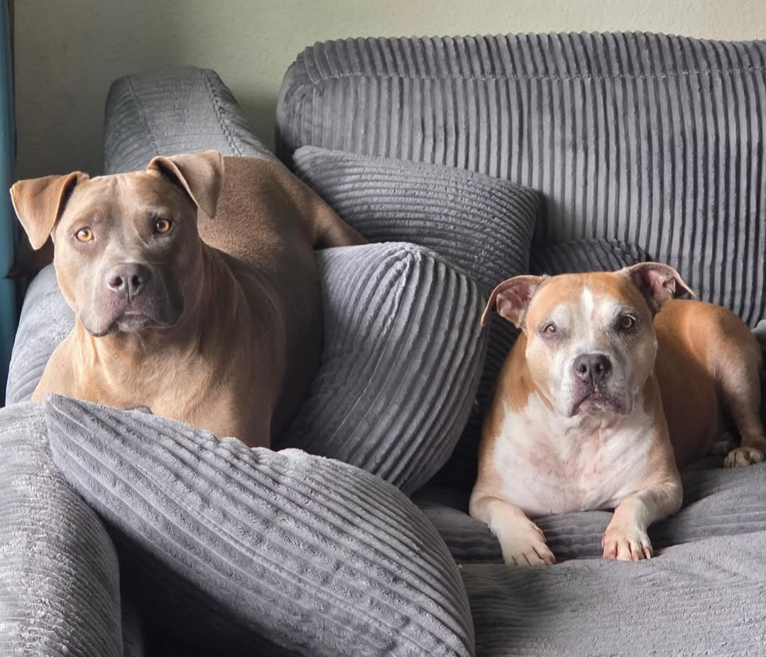 Owner’s pitbulls from Prime Shine Cleaning