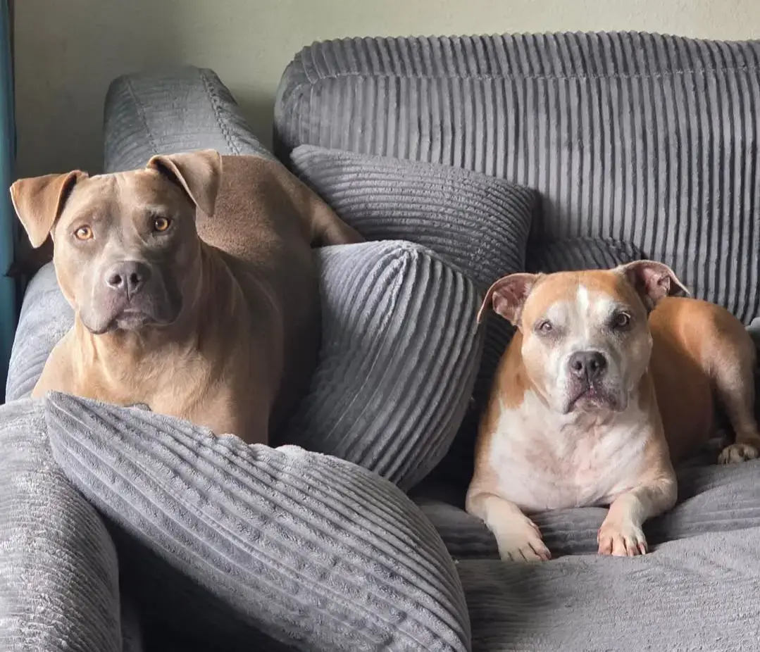 Pet friendly house cleaning Spokane featuring the owner’s pitbulls